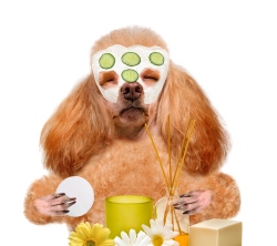 A poodle with a facial mask covered in cucumber slices sits at a table with candles, flowers, and spa items, appearing to enjoy a relaxing spa treatment.