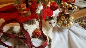 A white and gray cat lies under a Christmas tree with a red ribbon and a red ornament on its side, next to a vase filled with gold and brown ornaments on a white tree skirt.