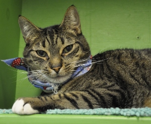 A tabby cat with a blue and red bandana around its neck lies on a green surface, looking directly at the camera.