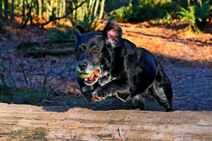 A black dog is mid-jump over a log outdoors, holding a green ball in its mouth, with sunlight filtering through the trees in the background.
