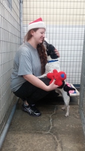 A woman in a Santa hat kneels in an animal shelter kennel, smiling and hugging a black-and-white dog while holding a red plush toy.