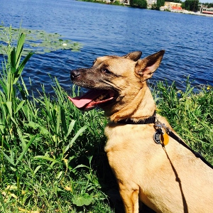 A tan dog with a black collar sits on green grass by a lake, panting with its tongue out. The water and some lily pads are visible in the background under a sunny sky.