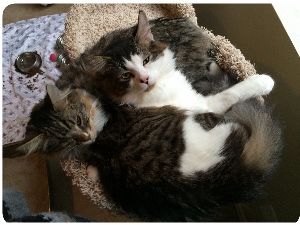 Two fluffy cats with tabby and white fur are curled up together in a round cat bed, looking up at the camera. They appear comfortable and cozy next to each other.