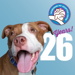 A happy brown and white dog with its tongue out is in front of a blue background. Text reads 26 Years! with the Homeward Pet Adoption Center logo in the top right corner.