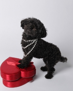A small black dog wearing pearl necklaces stands with one paw on a red, heart-shaped gift box against a plain white background.