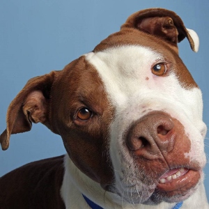 A brown and white dog with a blue collar tilts its head and looks at the camera with curious, expressive eyes against a light blue background.