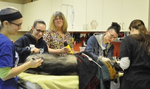 Four women are gathered around a table, grooming and caring for a large dog lying on its side. They appear focused and are using various grooming tools in a veterinary or animal care setting.