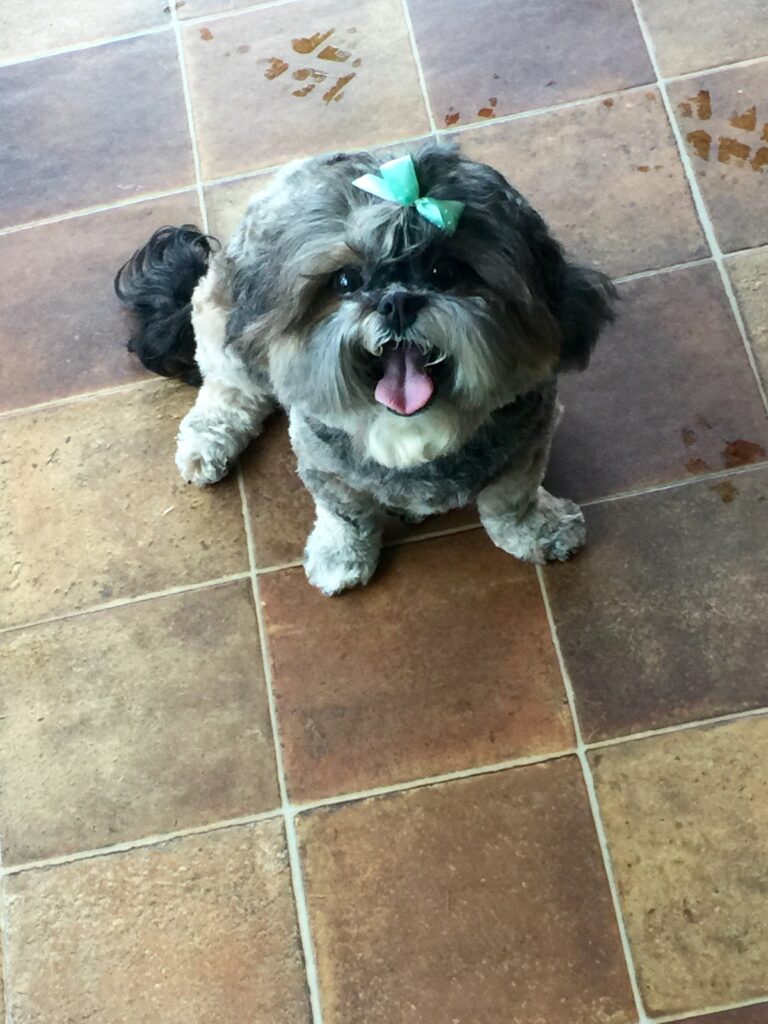 A small, fluffy dog with gray and brown fur sits on a tiled floor, looking up with its mouth open and tongue out. The dog has a green bow on its head.
