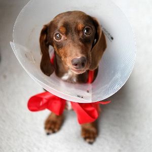 A small brown dachshund wearing a plastic cone and a red ribbon looks up with wide eyes, sitting on a light-colored floor.