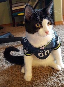 A black and white cat sits on a carpet, wearing a dark blue football jersey with the number 00 on it. There is a chair and a shelf in the background.