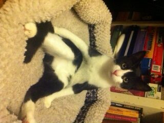 A black and white cat is lounging comfortably on a soft, beige pet bed. The cat is lying on its back with one leg stretched out, surrounded by shelves filled with colorful books and board games.