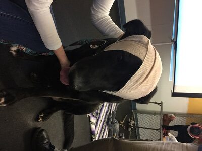 A black dog with a bandage wrapped around its head sits on the floor while being comforted by a person, whose arm is visible next to the dog. There is a blanket and a fence in the background.