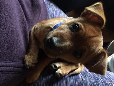 A small brown puppy with a blue collar lies on a person’s lap, looking up with big, dark eyes. Its ears are perked, and its front paws are tucked close together.