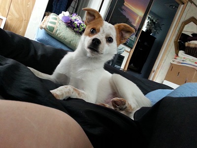 A small white dog with brown spots lies on a bed, looking up with ears perked. The background shows a cozy room with blankets, a mirror, and a TV displaying a sunset scene.