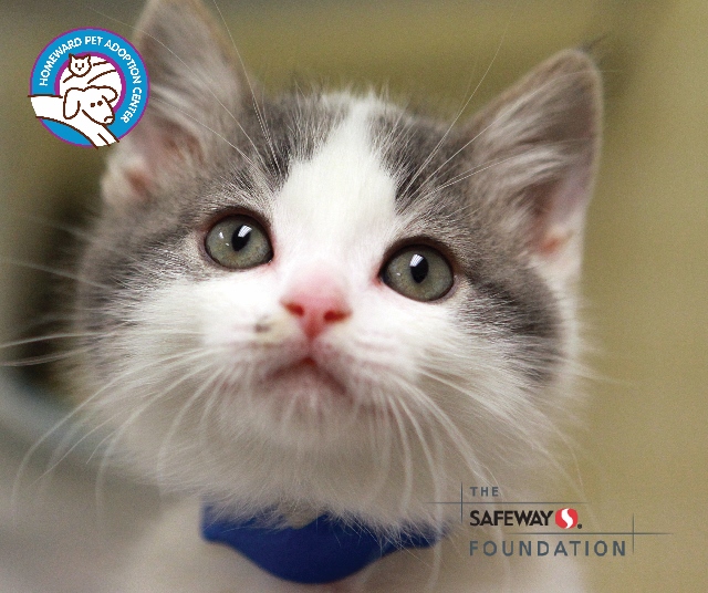 A close-up of a gray and white kitten wearing a blue collar. In the upper left is a Homeward Pet Adoption Center logo, and in the lower right is The Safeway Foundation logo.