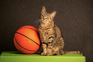 A tabby cat sits upright on a green surface next to an orange basketball, with a dark background behind them.