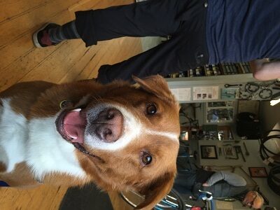 A happy brown and white dog with its mouth open sits indoors on a wooden floor. In the background, people are standing and a wall with posters, shelves, and bicycles is visible.