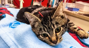 A tabby cat lies on a blue blanket with a red acupuncture needle in its back, appearing calm in a veterinary clinic setting.