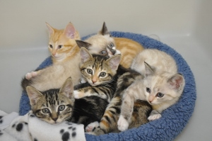 Five kittens of various colors cuddle together in a round blue pet bed, looking up curiously. A soft, white blanket with black paw prints is partially visible in the corner.