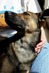 A German Shepherd mix dog sits on a persons lap, eyes closed, enjoying the sunlight. The person is wearing a white shirt and blue jeans and gently resting a hand on the dogs side.
