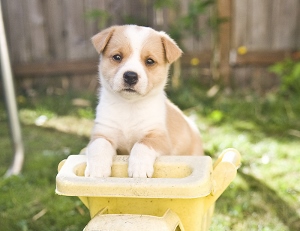 A small tan and white puppy with white paws stands with its front legs on a yellow plastic wheelbarrow, looking directly at the camera in a sunlit backyard.