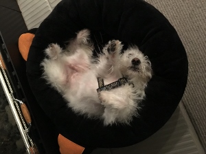 A small, fluffy white dog is lying on its back with its paws up, resting comfortably on a round, black pet bed. The scene looks cozy and relaxed.