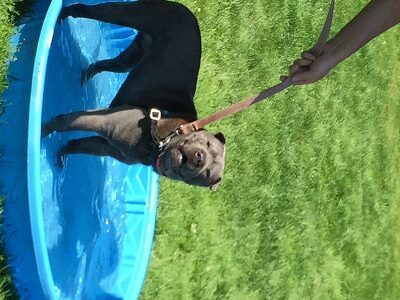 A black dog on a leash stands in a small blue plastic kiddie pool filled with water on green grass, looking up toward the camera.