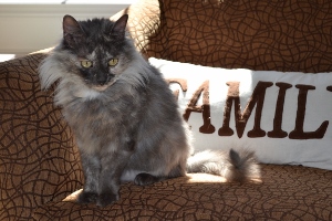 A long-haired gray cat sits on a brown patterned chair next to a white pillow with the word FAMILY written on it in large letters. Sunlight shines on the cat and chair.
