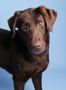 A chocolate Labrador Retriever with a blue collar stands against a light blue background, tilting its head and looking attentively at the camera.