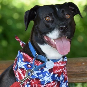 A black and white dog with a blue collar and a red, white, and blue star-patterned bandana sits in front of a wooden bench, tongue out, with a green, blurred background.