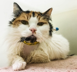 A long-haired calico cat with green eyes lies down, looking directly at the camera. The cat has a shaved patch on its neck with a medical tube attached, suggesting it is receiving veterinary care.