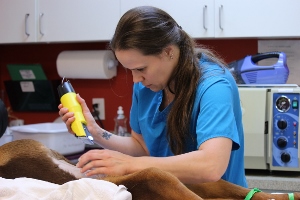 A veterinarian in blue scrubs uses electric clippers to shave a patch of fur on a brown animal, possibly a dog, in a clinical setting.