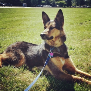 A German Shepherd mix dog with a blue leash and collar lies on green grass in a sunny park, looking alertly to the side. Trees and parked cars are visible in the background.