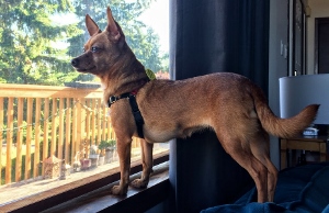 A small brown dog wearing a harness stands on a windowsill, looking outside through a window with sunlight streaming in. A wooden deck and green trees are visible outside.