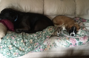 Three dogs of different sizes and colors are lying on a floral blanket on a beige couch, appearing relaxed and cozy together.