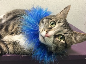 A gray tabby cat with green eyes is lying on its side, wearing a fluffy blue collar. The cat is resting on a purple surface and looking directly at the camera.