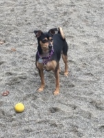 A small black and brown dog wearing a purple harness stands on sandy ground, looking alert. A yellow ball lies on the sand in front of the dog.