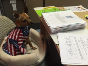 A small dog wearing an American flag-themed blanket sits in a pet bed next to a desk with stacks of papers and folders.