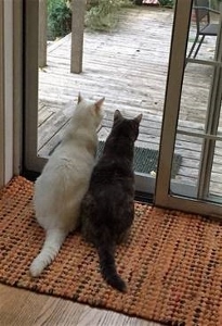 Two cats, one white and one gray, sit side by side on an orange mat, looking out through a glass door onto a wooden deck outside.