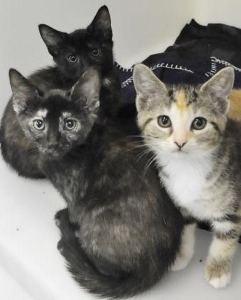 Three young kittens sit closely together. Two have dark, tortoiseshell fur, while the one in the front right has a mix of gray, tan, and white fur with large, curious eyes. They are on a white surface next to a dark cloth.