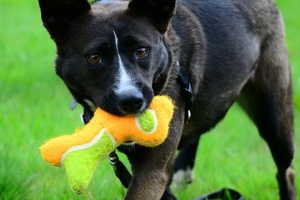 A black dog with a white stripe on its face stands on green grass, holding a yellow and green plush bone toy in its mouth.