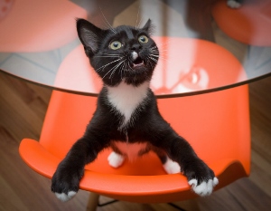 A black and white cat with bright eyes stands on its hind legs, resting its front paws on an orange chair and looking up through a glass table with its mouth slightly open.