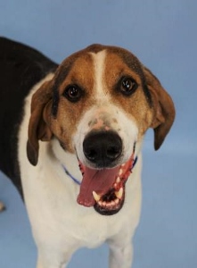 A happy dog with a brown, black, and white coat is looking up at the camera with its mouth open, appearing to smile, against a light blue background.