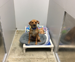 A brown dog with a blue collar sits on a gray bed inside a kennel, surrounded by white walls and a colorful blanket.