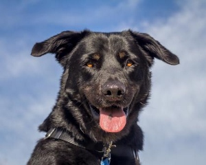A black dog with pointed ears and a harness looks at the camera with its mouth open and tongue out, against a blue sky with light clouds.
