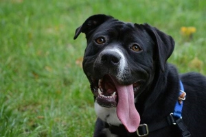 A black and white dog with a blue harness sits on green grass, looking at the camera with its mouth open and tongue hanging out, appearing happy and playful.