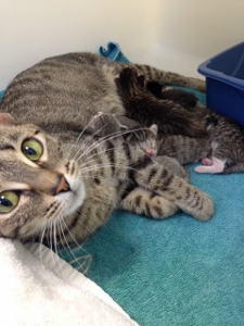 A tabby cat lies on a teal towel nursing several small kittens. The cat looks up with wide green eyes. There is a blue container next to them.