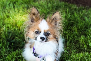 A small, fluffy dog with large ears and a white and brown coat sits on green grass, looking toward the camera. The dog wears a purple collar and dog tag.