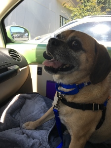 A small brown and black dog wearing a blue harness sits on a blanket in the front passenger seat of a car, looking out the window with its mouth open and tongue out. Sunlight shines inside the car.