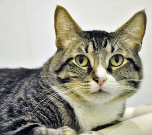 A close-up of a tabby cat with greenish-yellow eyes, white markings on its nose and chest, and pointy ears, looking directly at the camera against a light background.